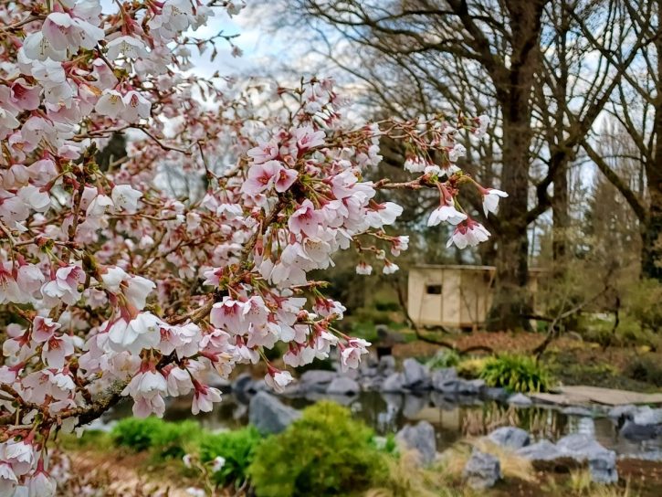 Cerisiers en fleur dans les Jardins Japonais de Favières